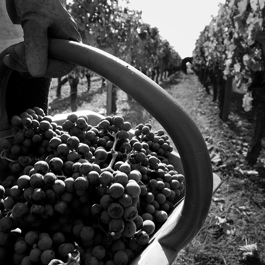 Photo de vendanges, Château La Pointe