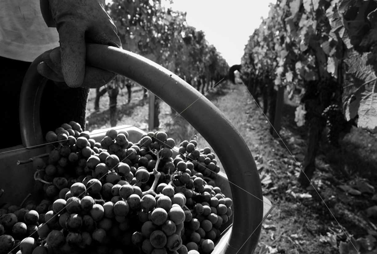 Photo de vendanges, Château La Pointe