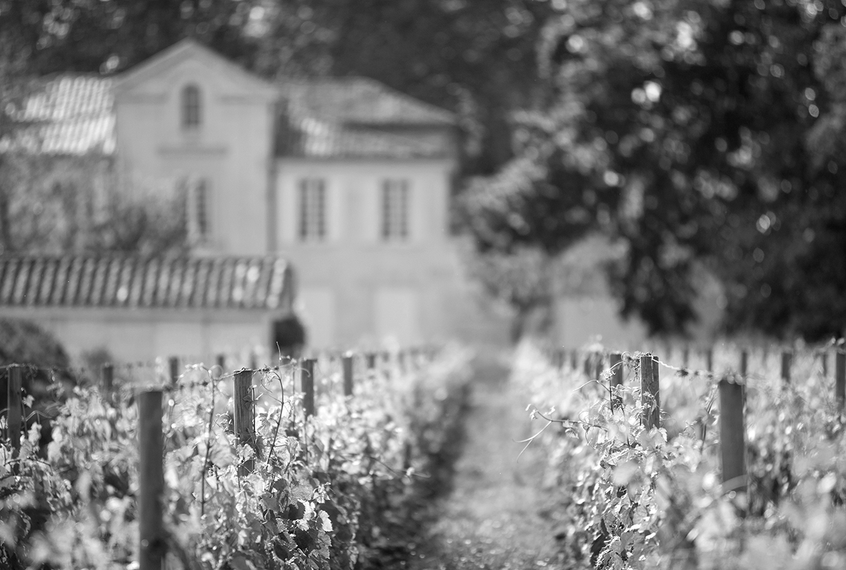 Ecosystème vigne chateau La Pointe