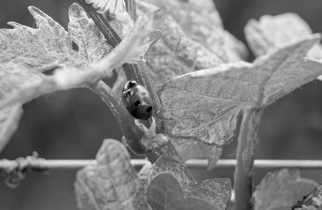 Ecosystème, biodiversité, Château La Pointe