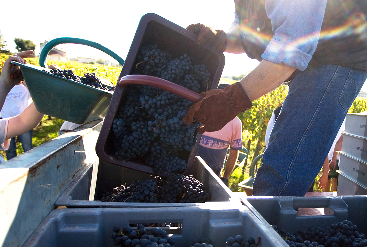 Vendange, château La Pointe Pomerol