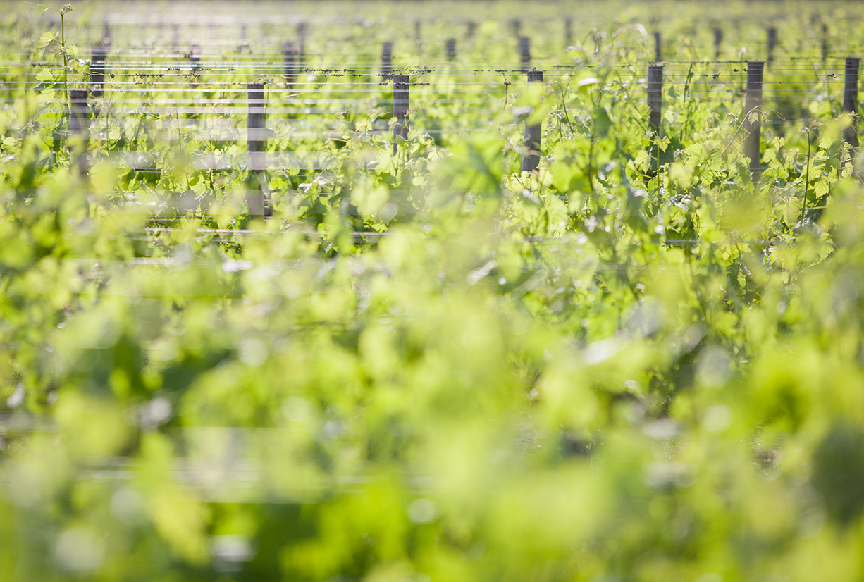 Vignes château La Pointe Pomerol